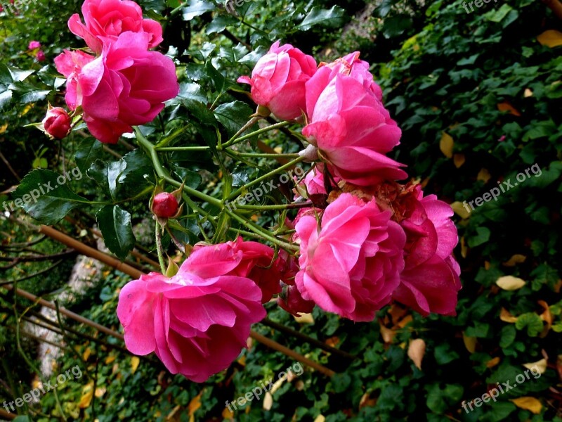 Roses Pink Rose Flower Romantic Beautiful