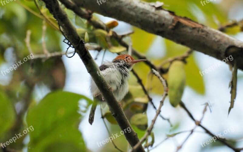 Bird Tailor Common Tailor Bird Male Leaves