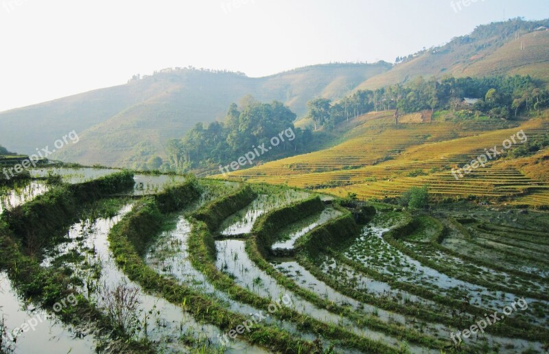 Vietnam Sapa Thanhkim Village Rice