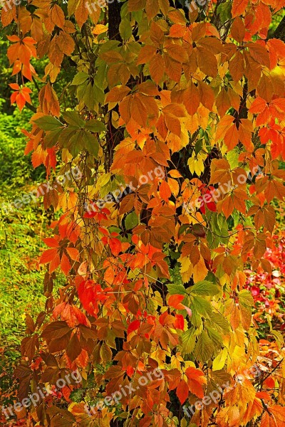 Parthenocissus Creeper Foliage Red Purple