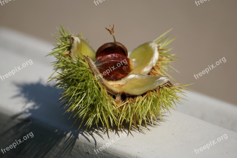 Chestnut Tree Autumn Prickly Fruit