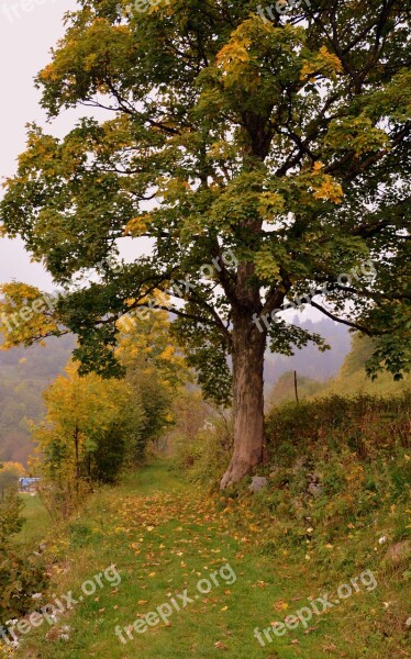 Tree Autumn Trail Excursion Nature