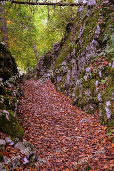 Trail Stones Autumn Leaves Sassi