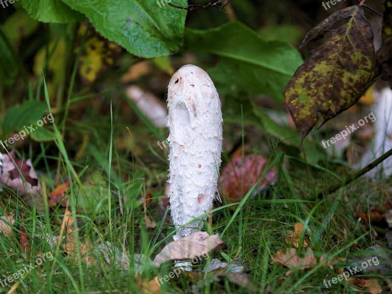 Mushroom Nature Forest Mushroom Autumn Forest