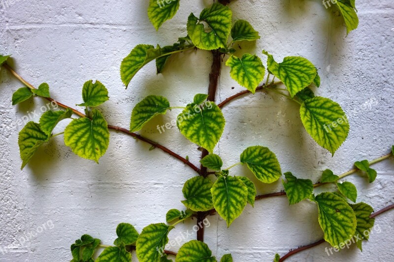 Plant Shrub Leaf Branch Foliage