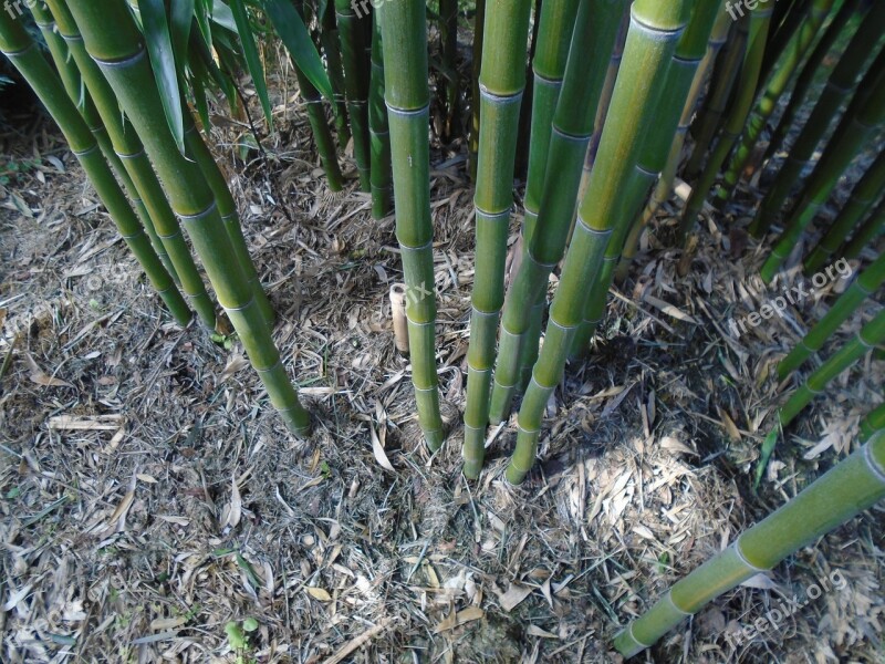 Bamboo Bamboo Stem Plant Green Nature