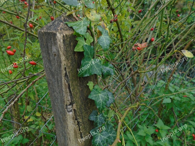 Fence Wood Wooden Wire Fence Amber