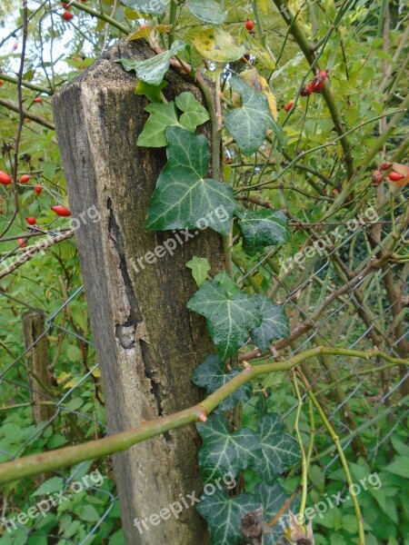 Fence Wood Wooden Wire Fence Amber