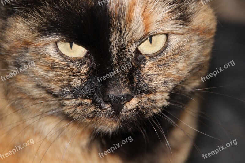 Cat Tortoise Shell Yellow Eyes Tortoise Shell Pattern Close Up