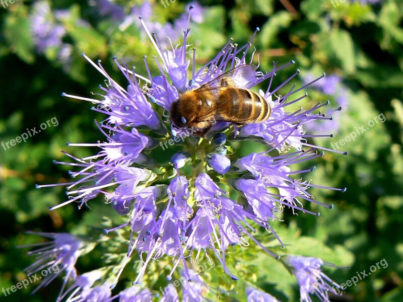 Budapest Working Bee Purple Flower Margaret Island Bee