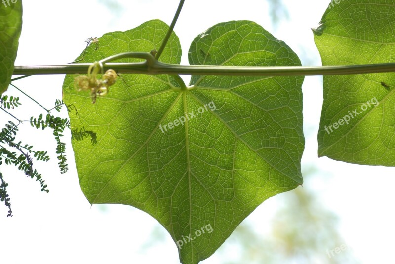 Leaf Of Chayote Vegetable Nature Mountain Gro