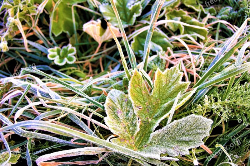 Frost Morning Frozen Leaf Autumn Hard Rime