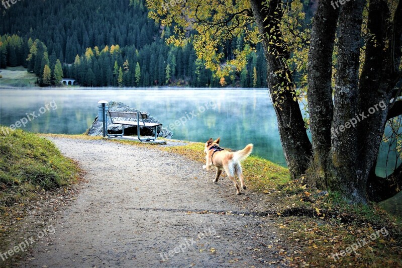 Morning Spacer Dog Lake The Path