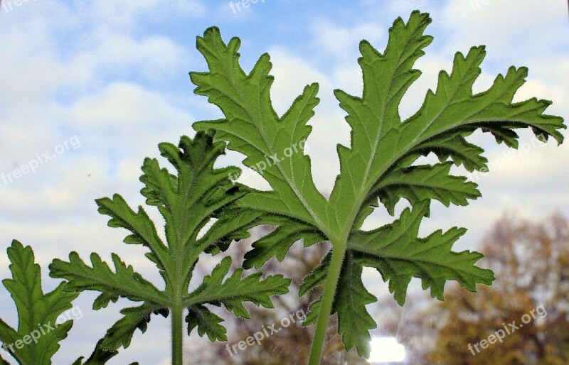 Geranium Medicinal Plants Potted Flower Foliage Green