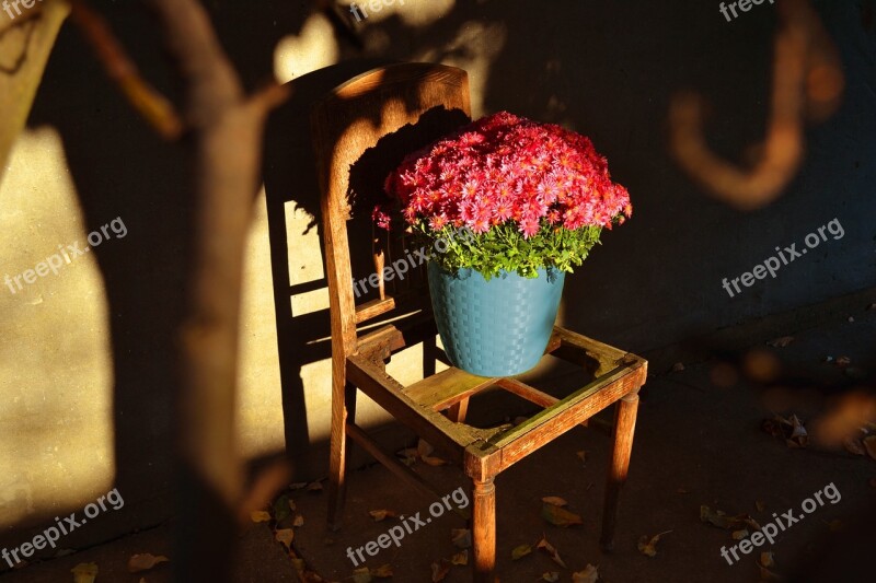 Plants Flower Flowerpots Nature Floral