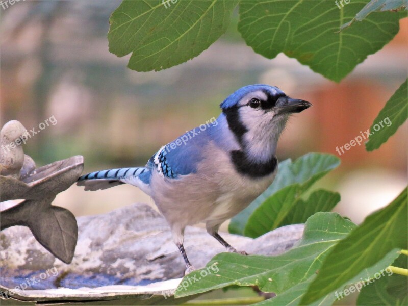 Bird Blue Jay Wildlife Blue And White Free Photos