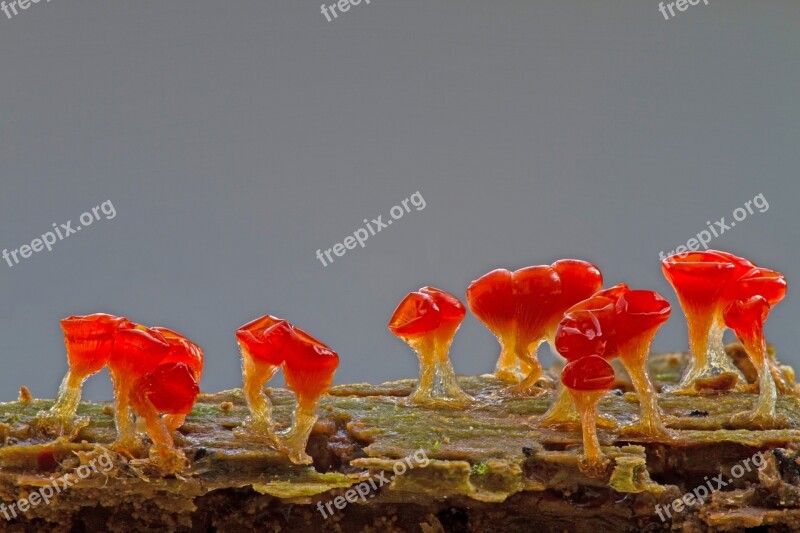 Slime Mold Trichia Decipiens Single Celled Organisms Amoeba Free Photos