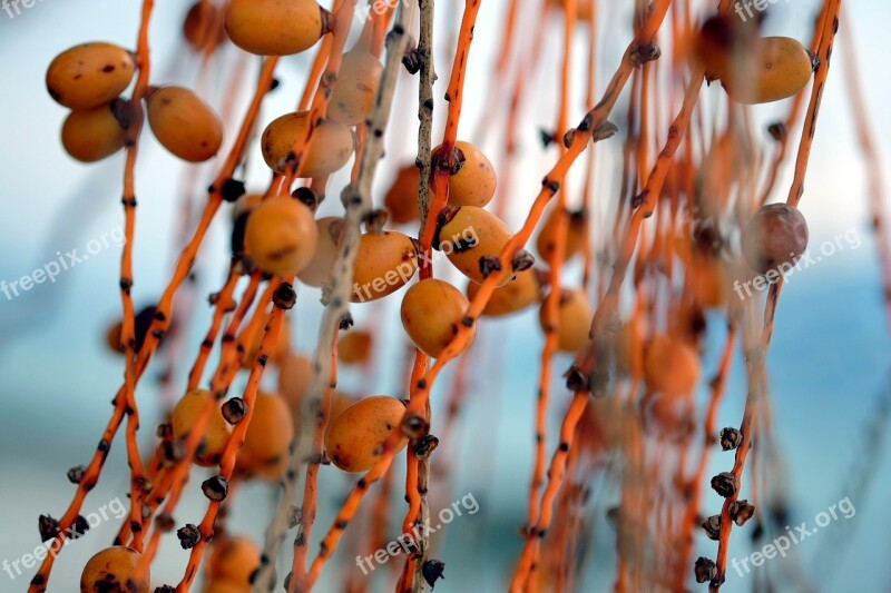 Fruits Phoenix Color Date Palm Dates