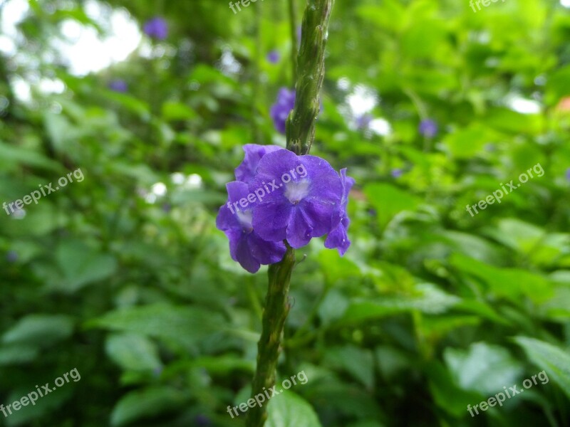 Flowers Garden Wild Flora Flower Nature