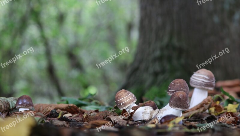 Cep Mushroom Autumn Mushroom Free Photos