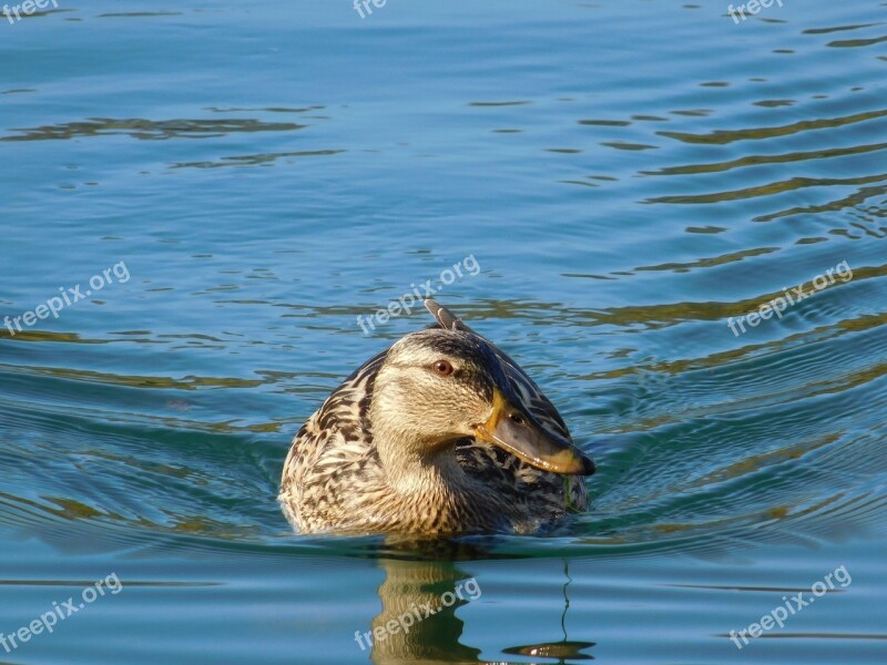 Duck Sea Water Animal Bird