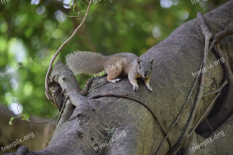 Squirrel Brown Startled Animal Free Photos