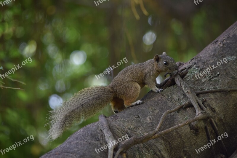 Squirrel Brown Animal The Park Free Photos