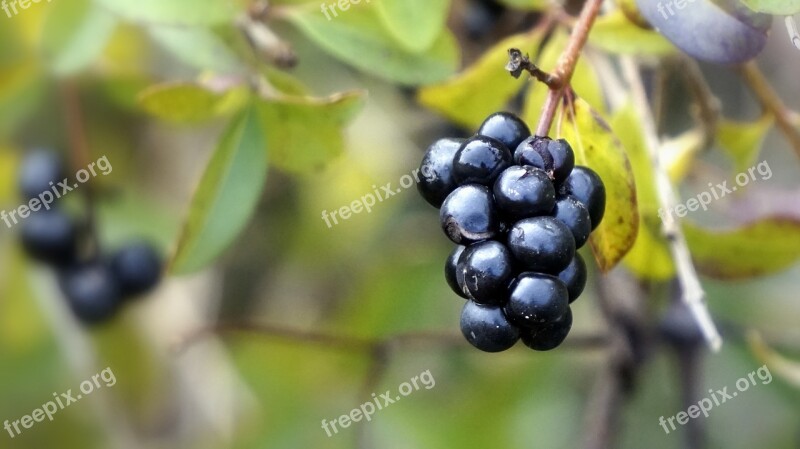 Berries Black Wild Fruit Autumn