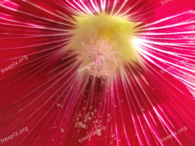 Hollyhock Flower Pistil Pink Flower Pollen