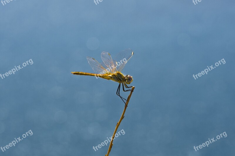 Dragonfly Wing Golden Cute Insect