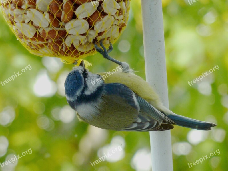 Tit Bird Feather Blue Tit Garden