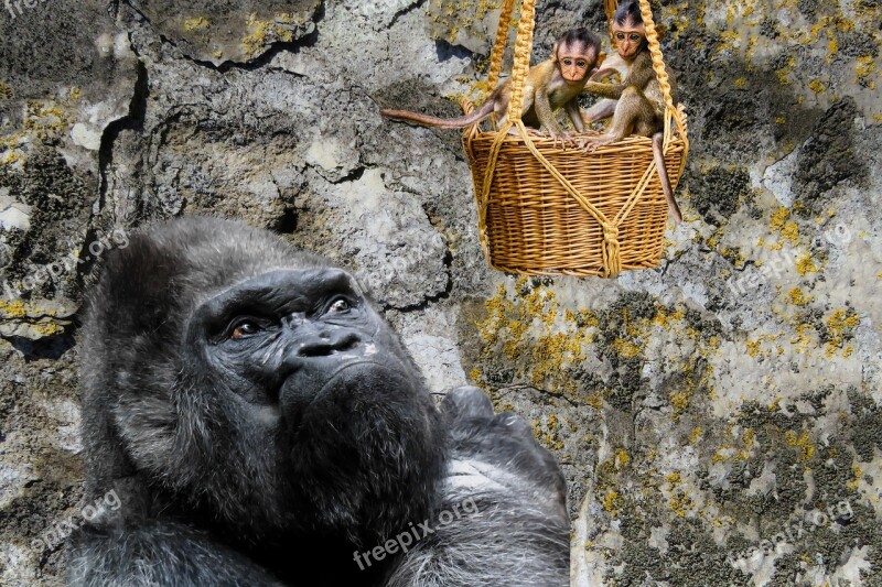 Animals Ape Gorilla Young Monkeys Basket