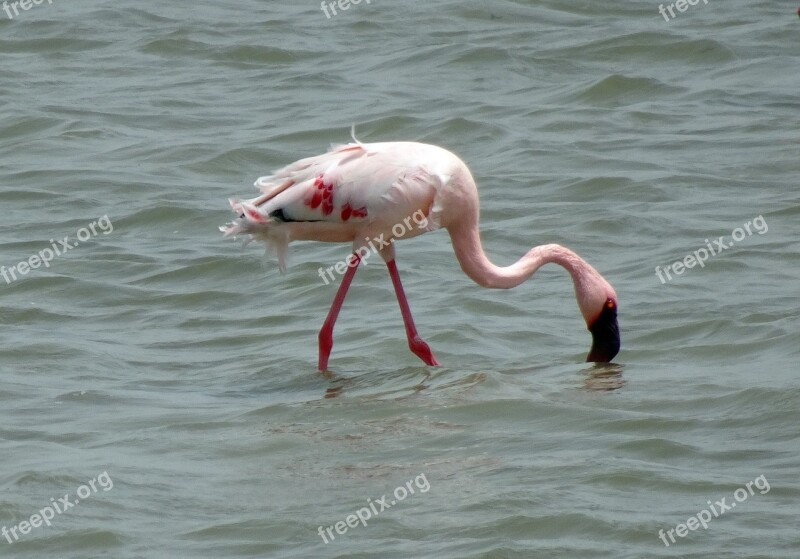 Bird Lesser Flamingo Phoeniconaias Minor Flamingo Avian