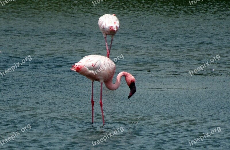 Bird Lesser Flamingo Phoeniconaias Minor Flamingo Avian