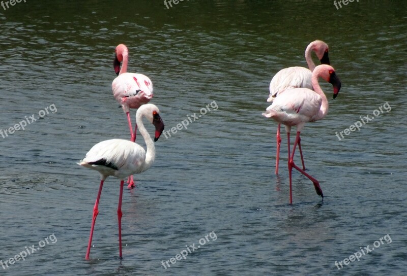 Bird Lesser Flamingo Phoeniconaias Minor Flamingo Avian