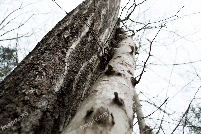 Tree Trunk Linear Forest Wood