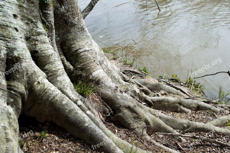 Tree Water Root Nature Spring