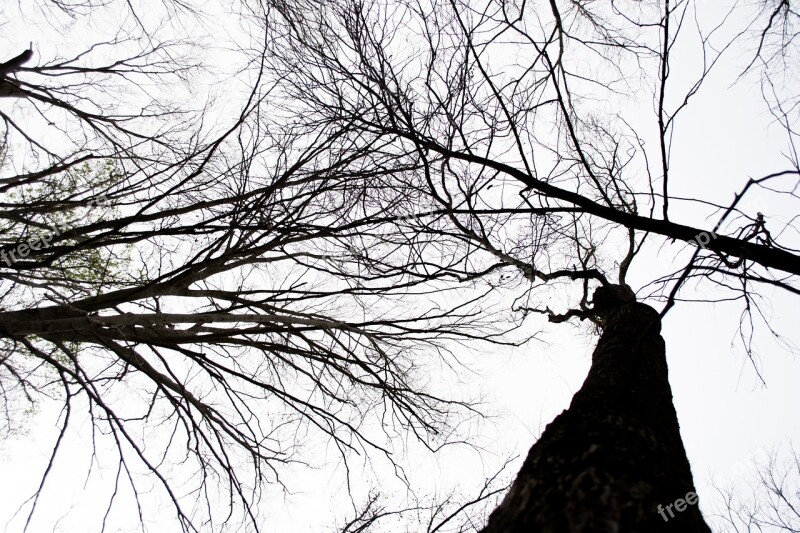 Trees Line Tree Dark Sky