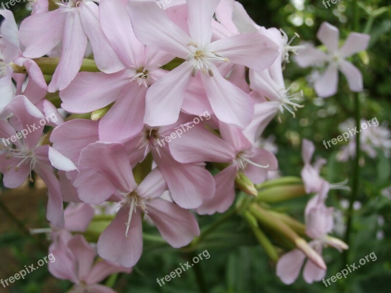 Flower Wild Flowers Pink Flowers Flower Nature Color Pink