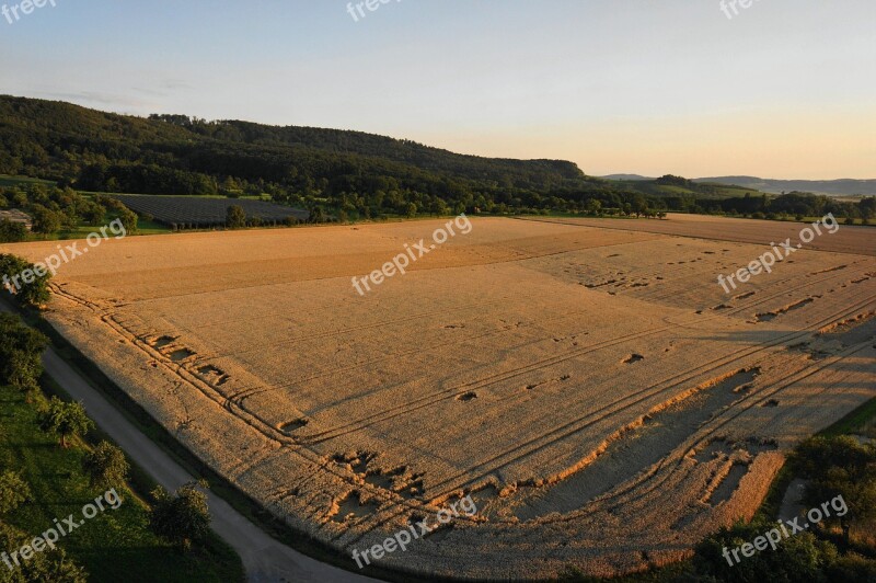 Agriculture Cornfield Cereals Field Wheat Field