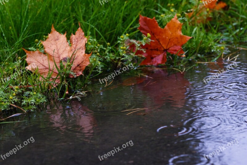 Leaf Puddle Reflection Autumn Leaves Raindrops