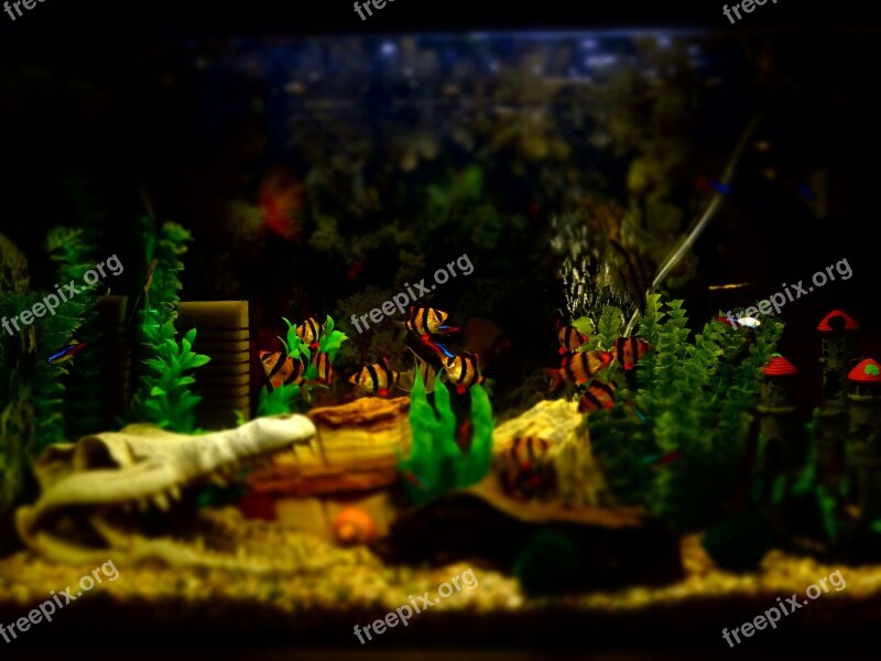 Aquarium Fish Ornamental Fishing Fisherman