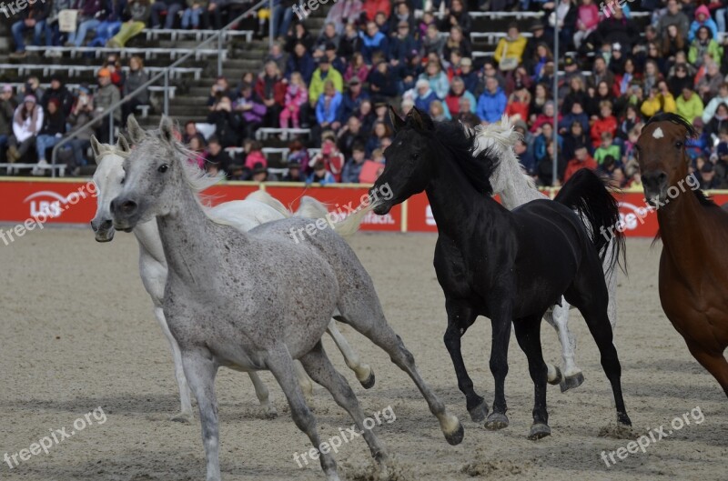 Marbach Stallion Parade In 2017 Mold Silver Herd White Horse