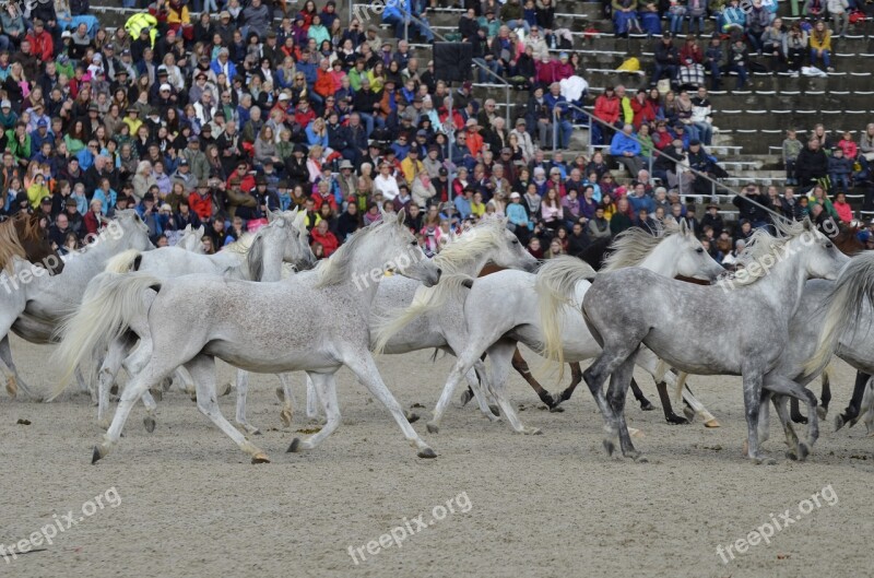 Marbach Hengstparade2017 Stallion Arabs Thoroughbred Arabian