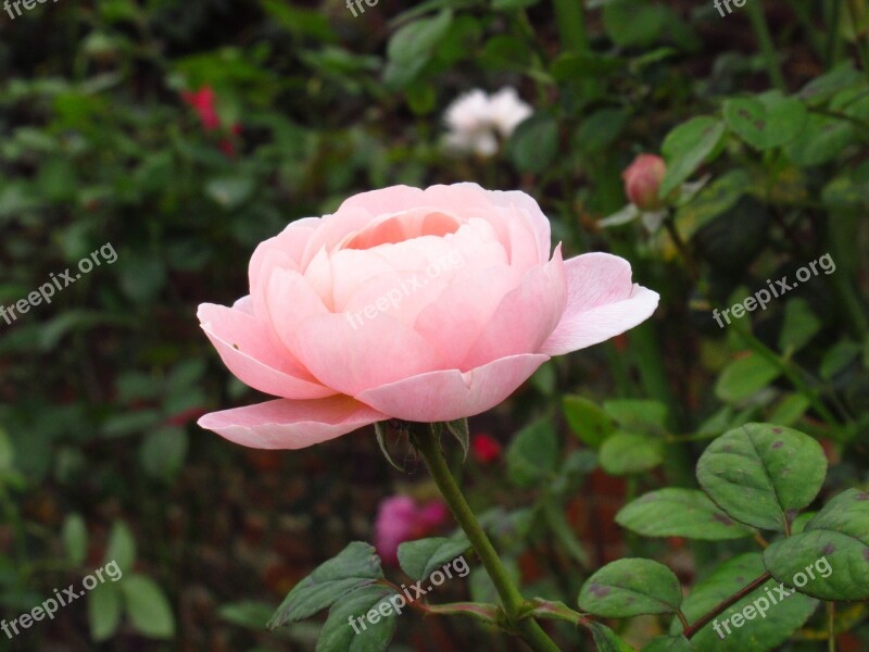 Rose Pink Floral Flower Garden