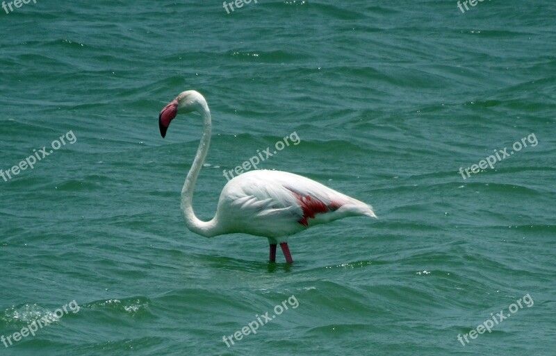 Bird Greater Flamingo Phoenicopterus Roseus Wildlife Nature