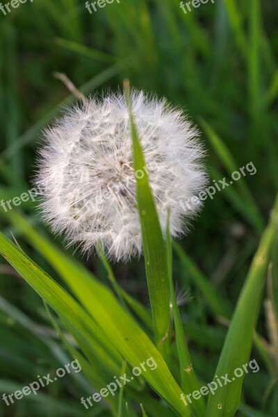 Grass Dandelion Nature Forest Greens