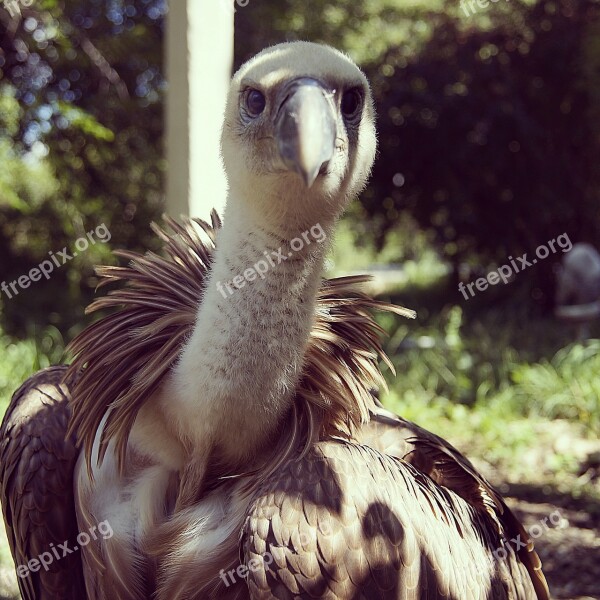 Vulture Bird Scavenger Predator Orderly