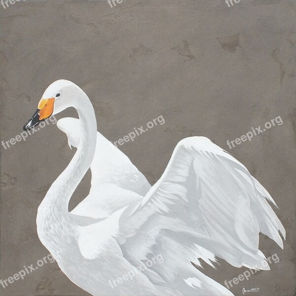 Swan Swans Birds Bird White