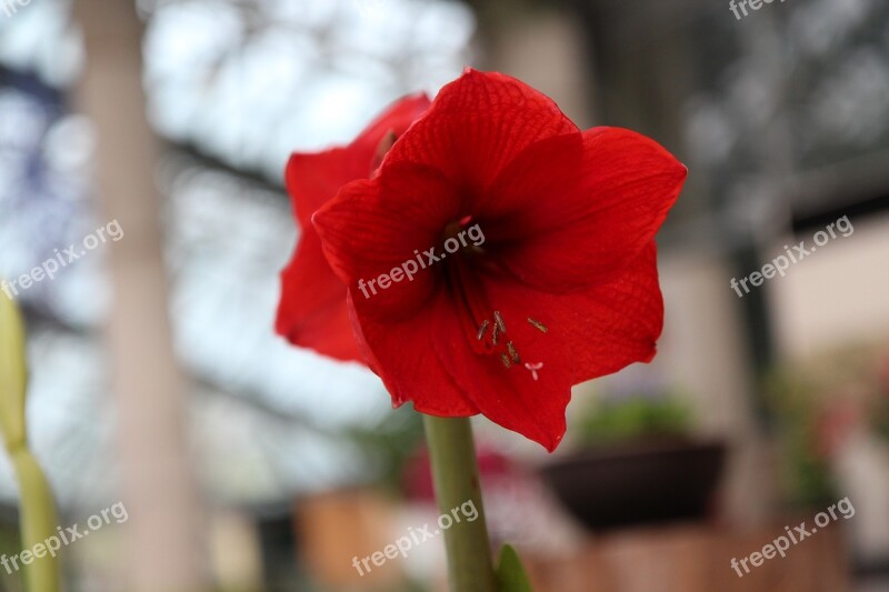 Jeju Island Botanical Garden Rare Flower Garden Morning Glory